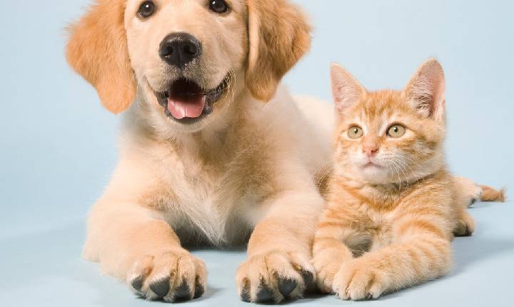 Abandono de animais é crime e segue em alta no Brasil