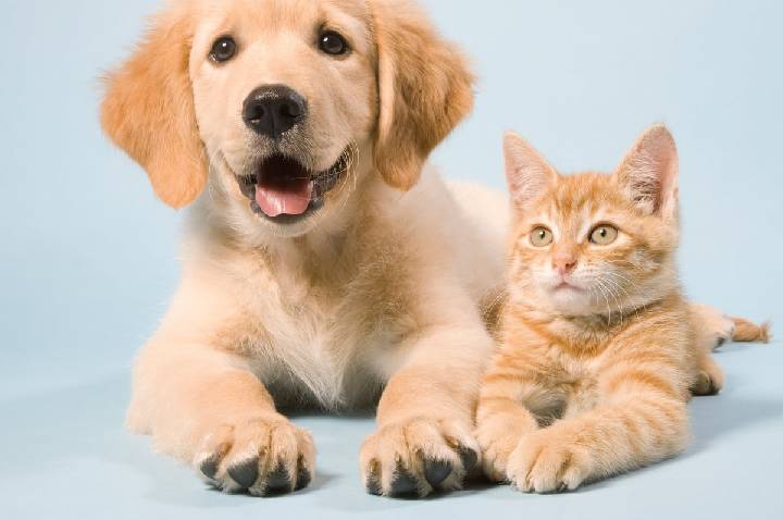 Abandono de animais é crime e segue em alta no Brasil