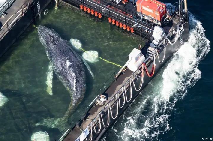 Baleia que encalhou na costa alemã está sendo transportada