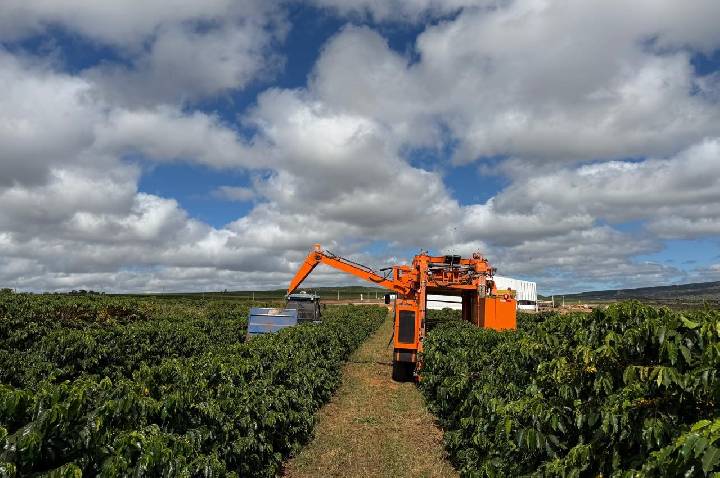 Colheita recorde marca avanço do café no Norte de Minas
