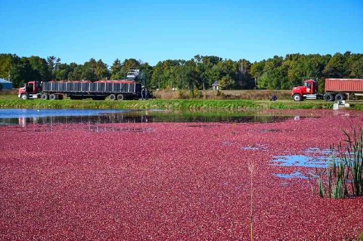 Cranberries impulsionam a cultura alimentar norte-americana