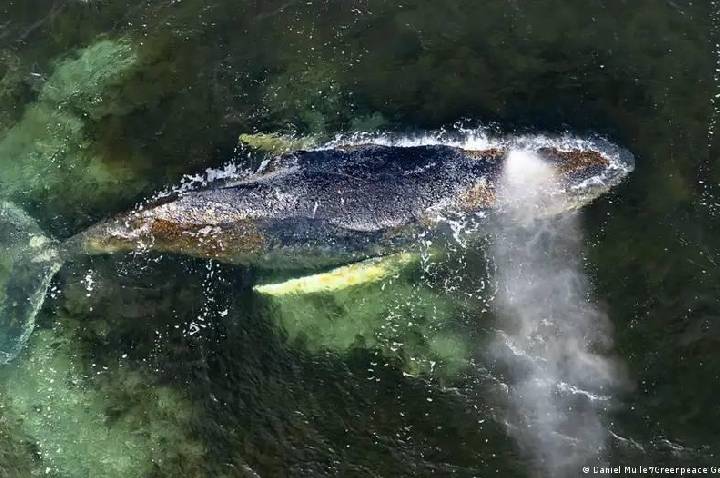 Equipes perdem a esperança de salvar baleia na Alemanha