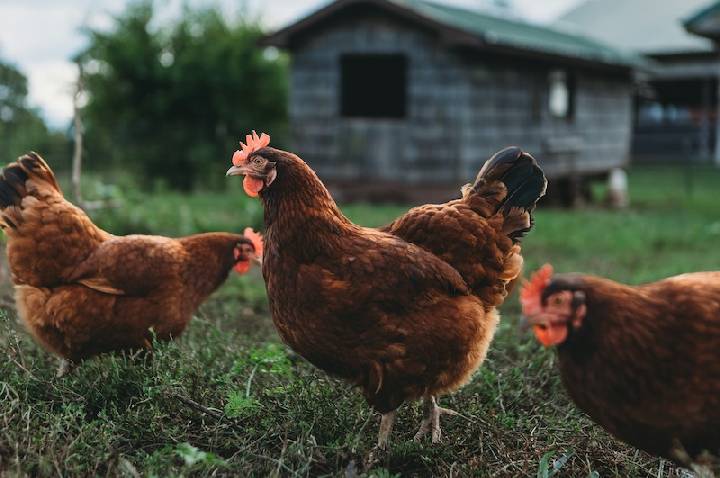 Exportação de frango reforça cadeia de nutrição