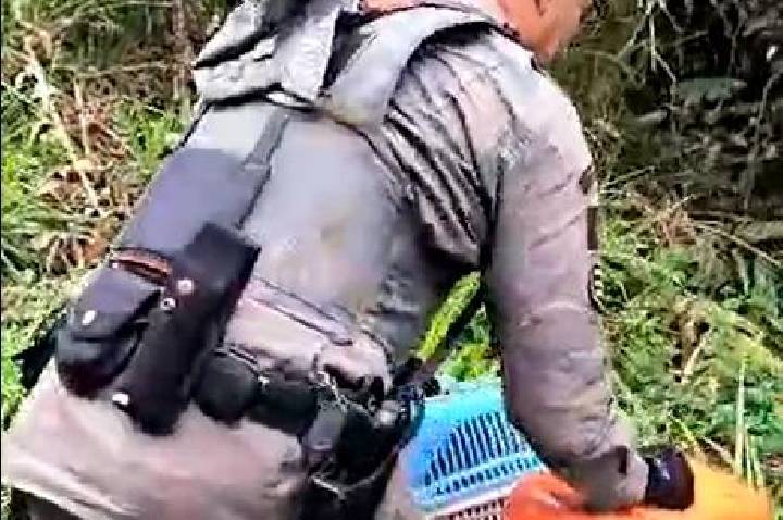 GCM Ambiental devolve família de saruês à natureza após resgate em escola de São Bernardo