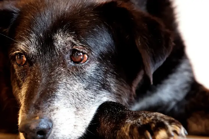 Justiça condena lojista a 5 anos de reclusão por maus-tratos a cães