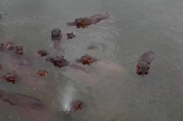 Magnata indiano quer salvar do abate hipopótamos de Escobar