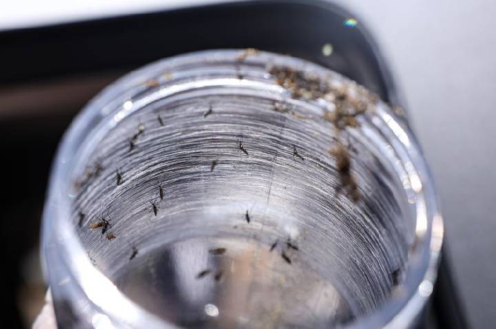 Ministério da Saúde intensificará mobilização contra dengue no Brasil