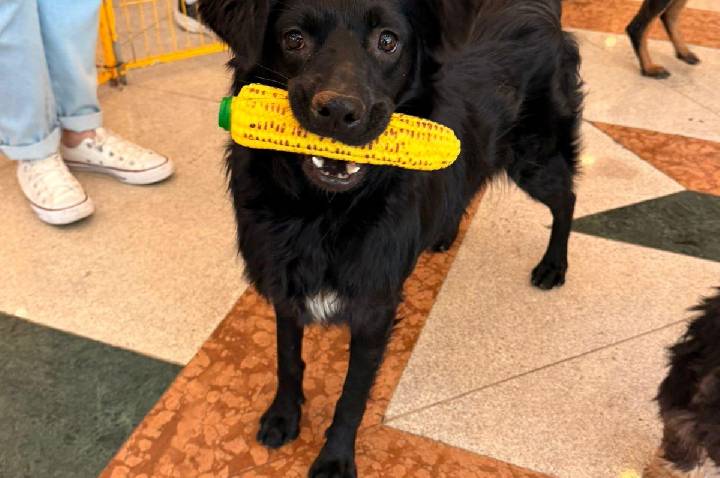 Parque Shopping Barueri promove feira de adoção de cães e gatos neste sábado