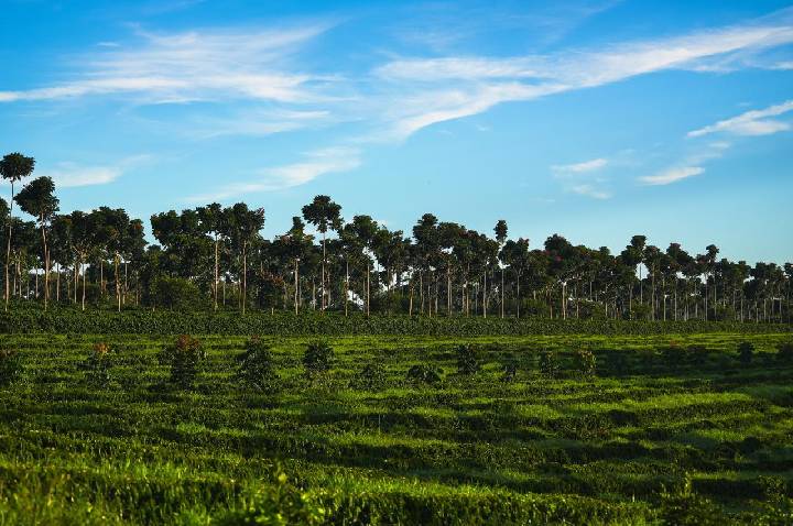 Região do Cerrado Mineiro lança nova marca na World of Coffee Brussels 2026