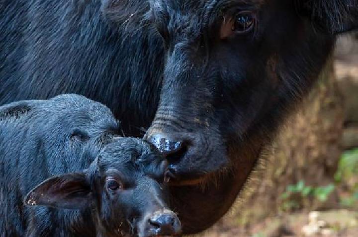Rejeitada ao nascer, filhote de búfalo encontra 