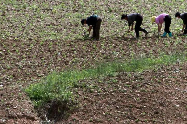 Seca pode agravar escassez de alimentos na Coreia do Norte