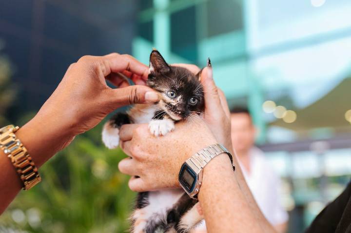 Uberlândia Shopping recebe mais uma edição da feira de adoção “Meu Novo Aumigo” neste sábado