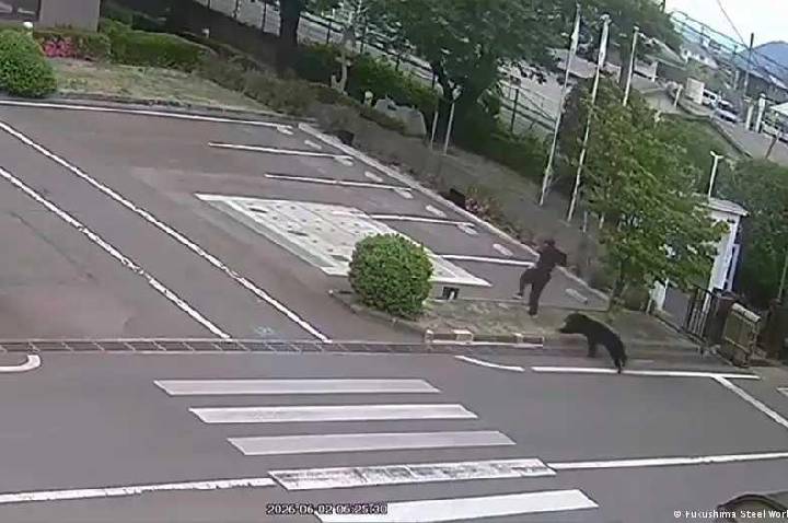 Urso ataca quatro pessoas em Fukushima, no Japão