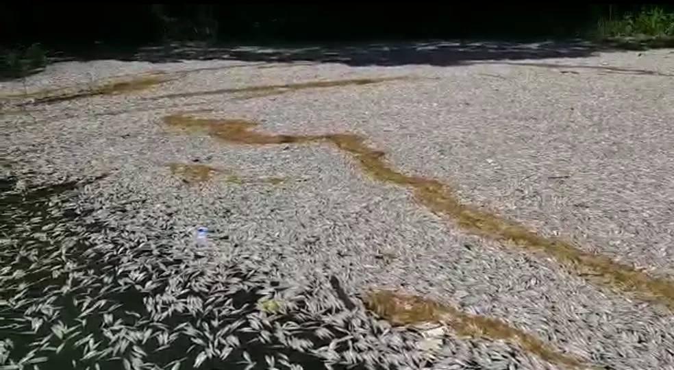 Quantidade de peixes mortos na Billings preocupa a todos