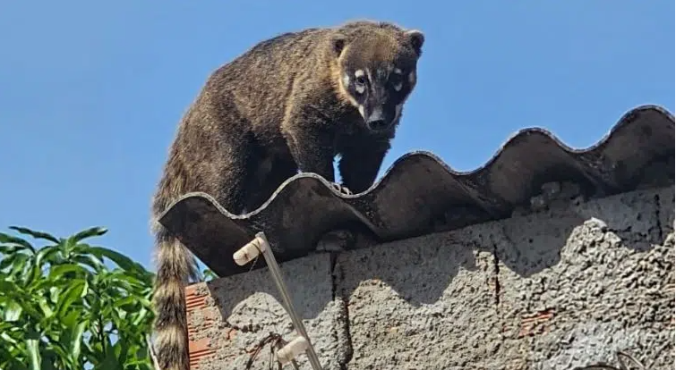 Quati visita residências em Uberlândia em busca de comida