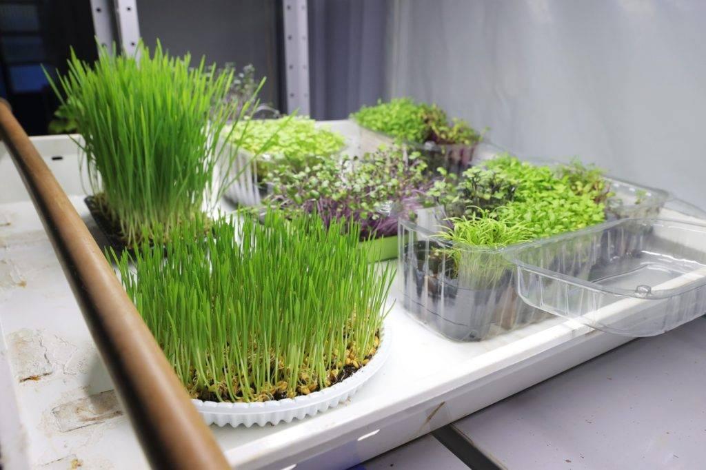 Minicurso gratuito de produção de microverdes da Prefeitura está com inscrições abertas