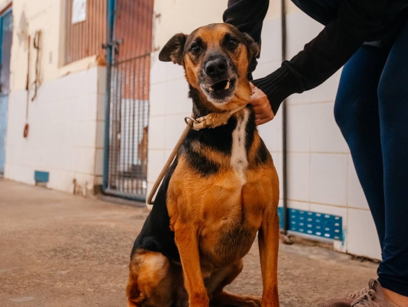 Feira de adoção de pets estimula acolhimento em São Bernardo neste sábado