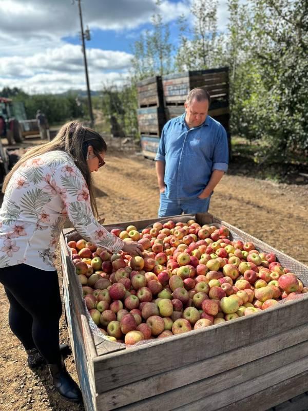 Festival Gastronômico & Cultural de Indaial 2025 inova ao utilizar produtos com Indicação Geográfica (IG) de Santa Catarina