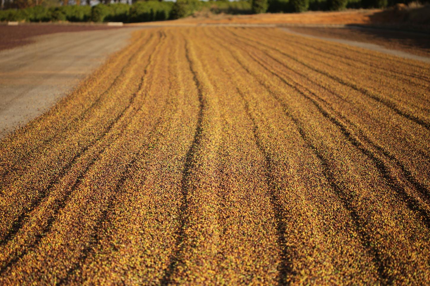 Região do Cerrado Mineiro alcança cinco milhões de selos emitidos para cafés industrializados e fortalece liderança global