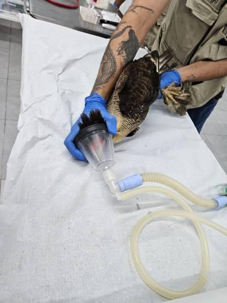 Resgate de carcará e cães do mato reforçam atuação do Zoo de São Bernardo