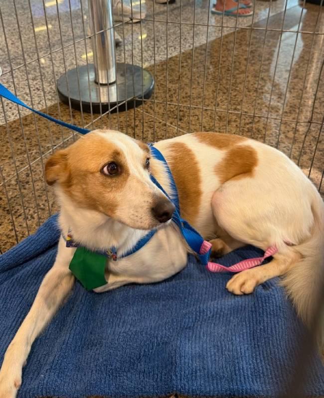 São Bernardo Plaza promove mais uma edição do Evento de Adoção de Cães e Gatos