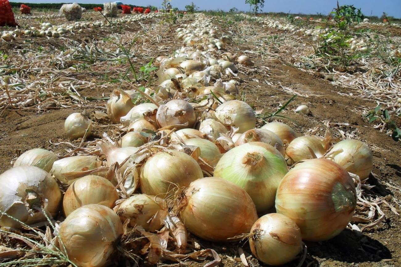 Importação de cebola pelo Brasil aumenta  quase cinco vezes em março