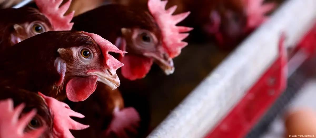 Qual é o risco da gripe aviária para a saúde humana