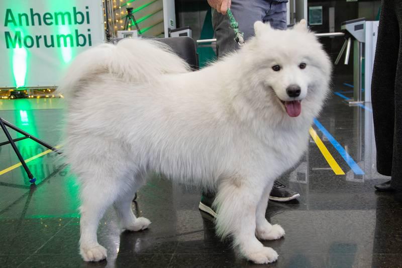 Atendimento para os Pets na Paulista