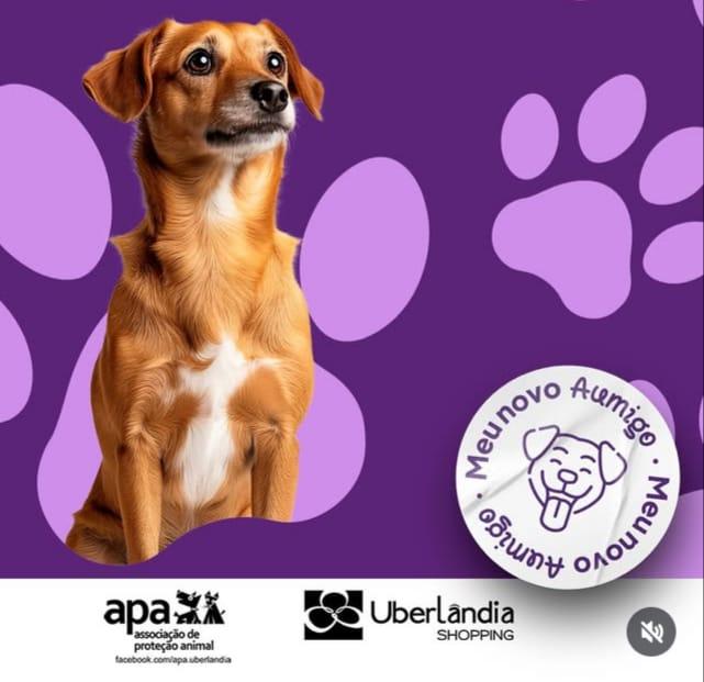 Feira “Meu Novo Aumigo” une causa animal e solidariedade no Uberlândia Shopping