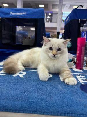 São Paulo recebe a segunda edição de 2025 do maior encontro de gatos da América Latina