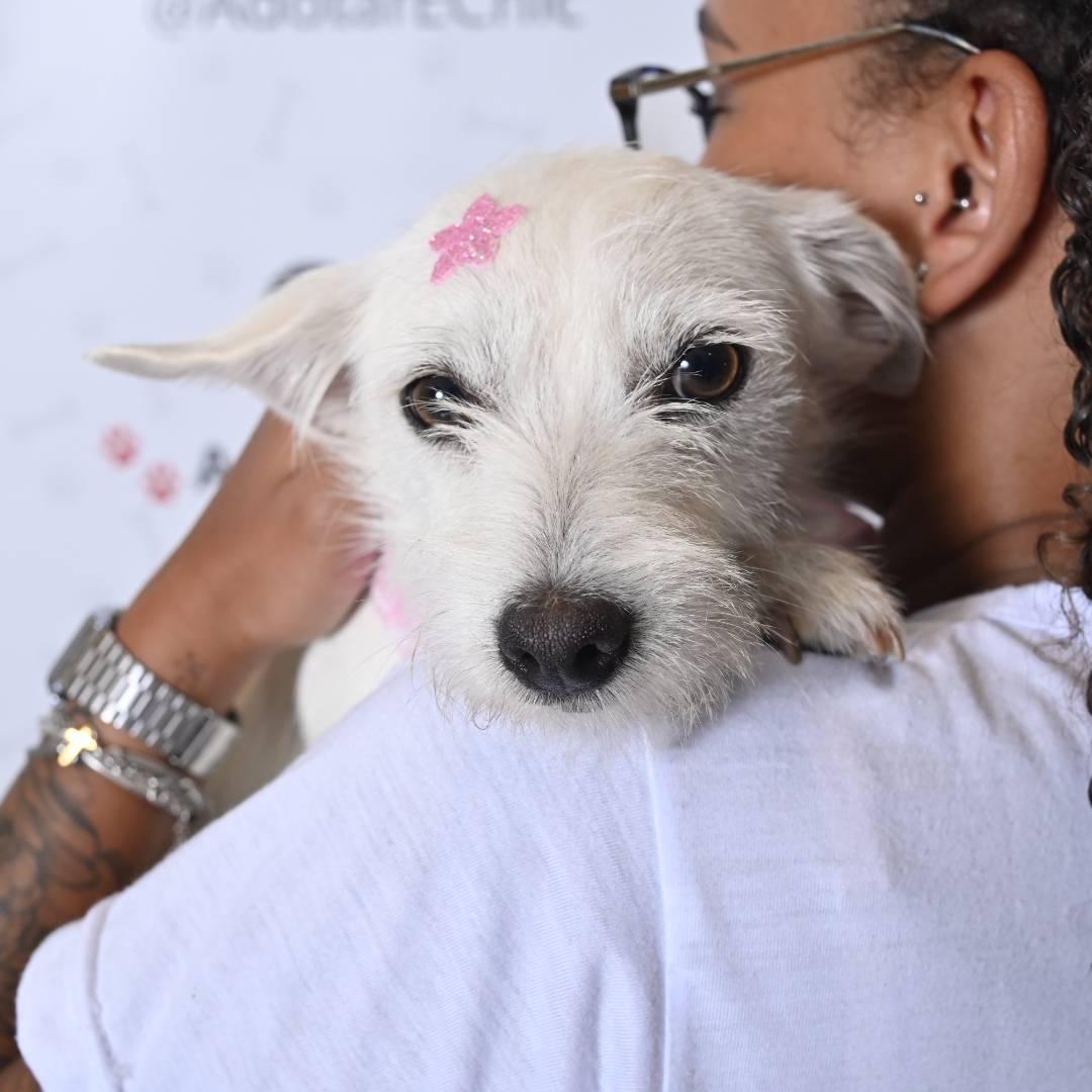Tietê Plaza promove campanha de adoção de cães e arrecadação de ração para doação
