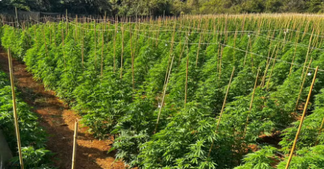 Fazenda da maconha' com 6 mil pés é descoberta no interior de Minas; veja imagens aéreas da plantação