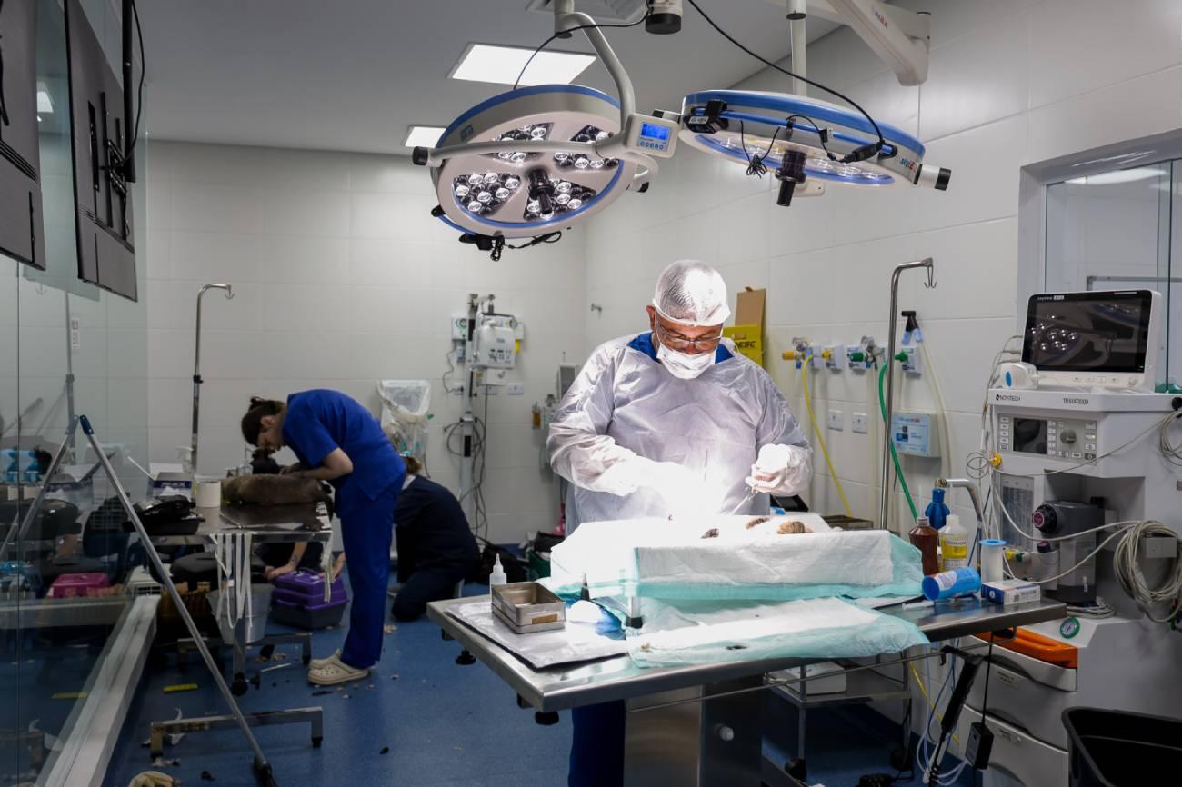 Prefeitura de São Caetano e USCS realizam a castração de 80 gatos