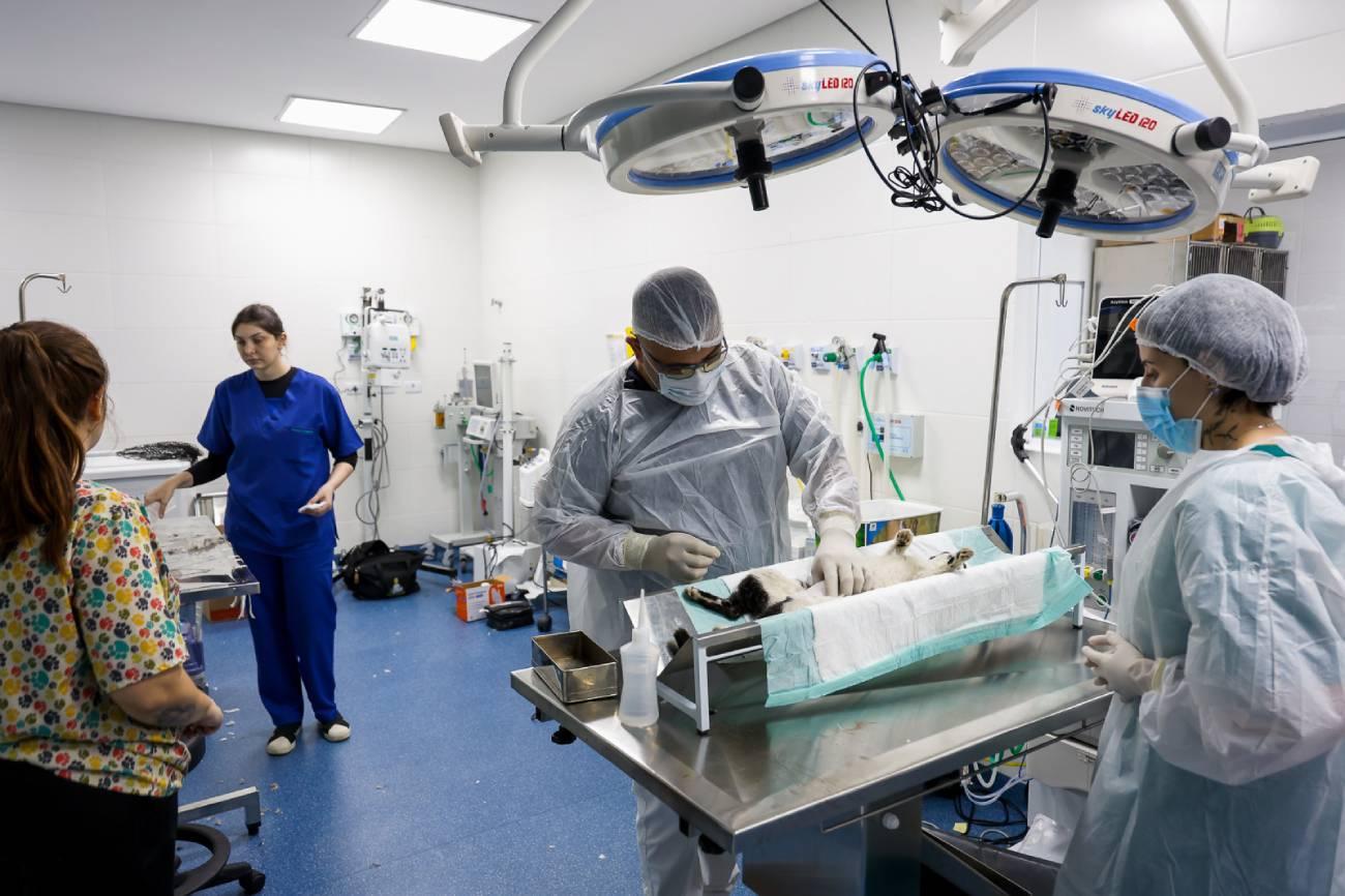 Prefeitura de São Caetano realiza castração de cães e gatos