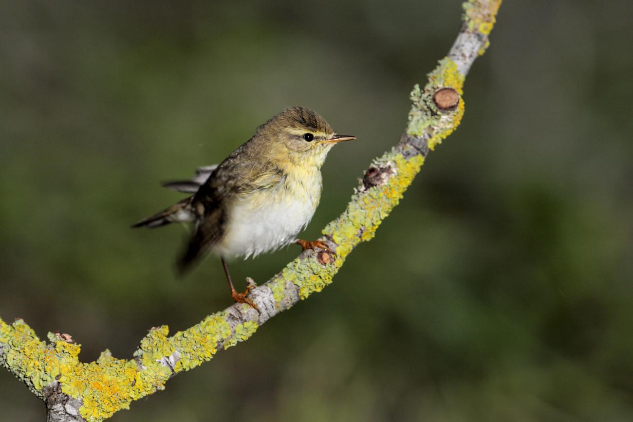 Mais de 500 espécies de aves em SP e evento para todos os públicos