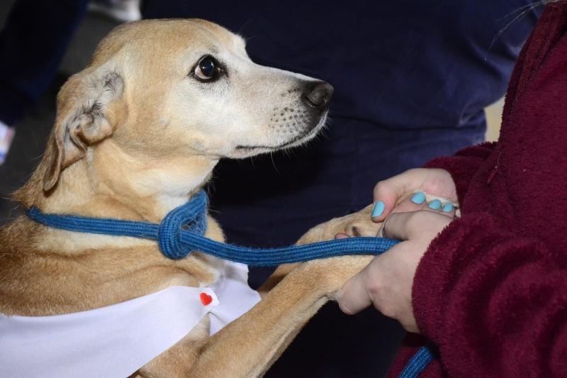 Santo André lança programa que facilita a adoção responsável e incentiva o voluntariado em prol dos animais