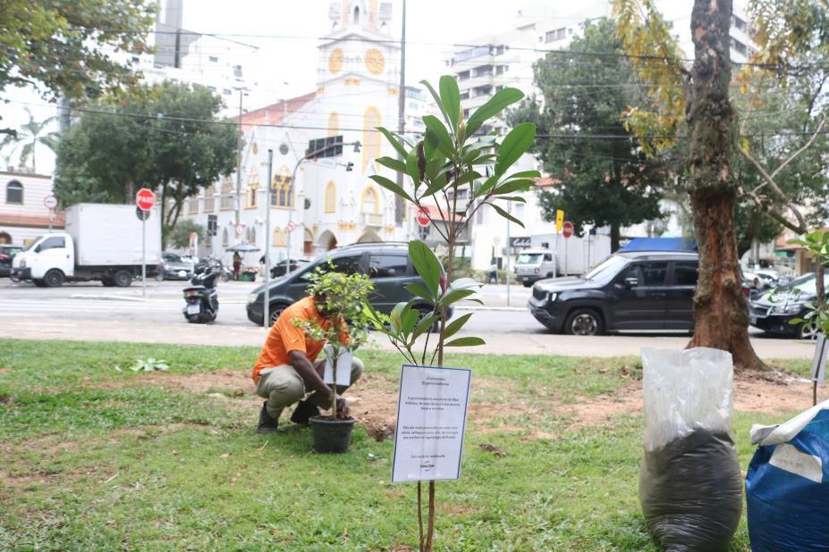 Santos ganha novo pomar urbano com árvores frutíferas