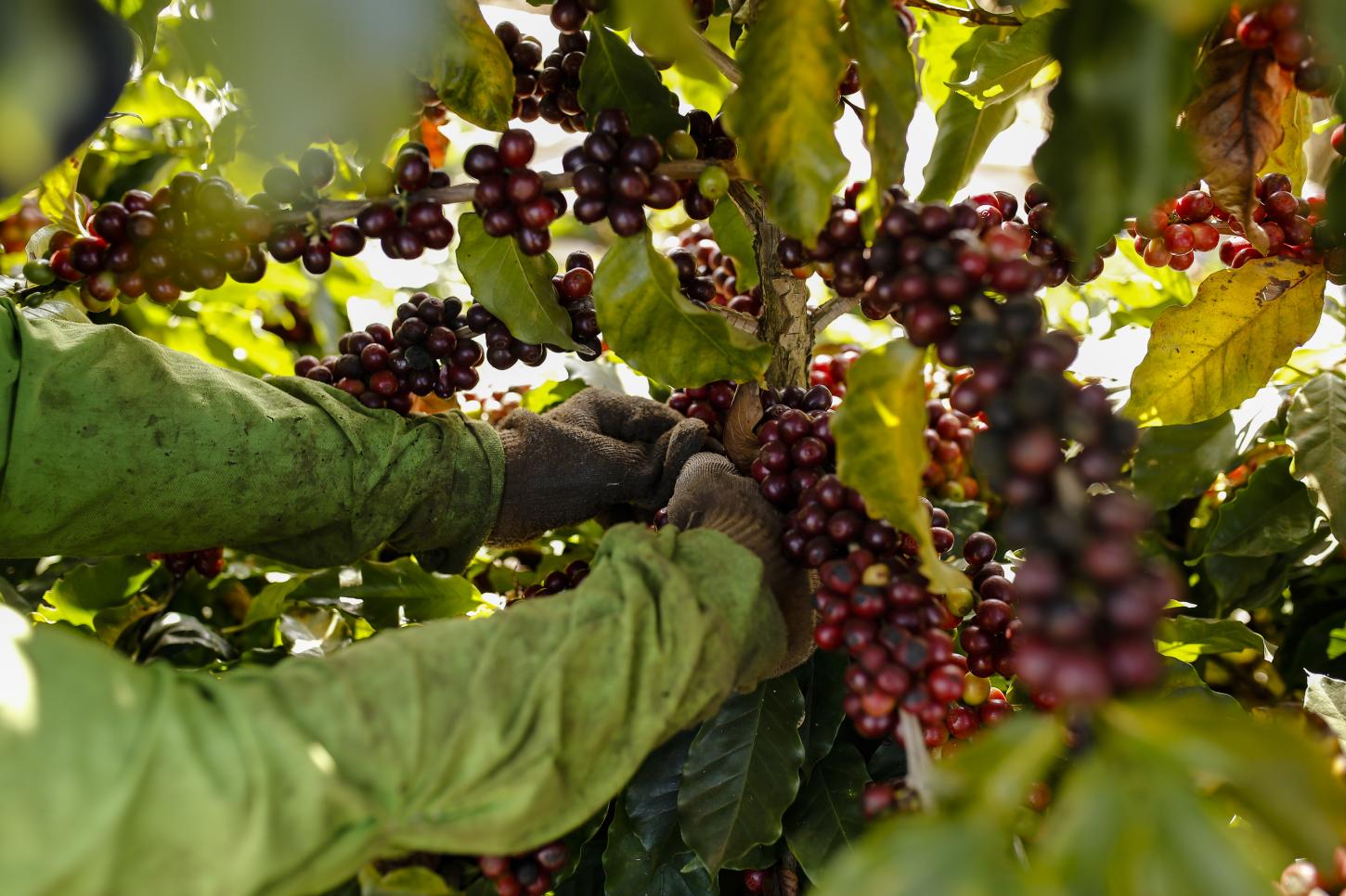 13º Prêmio Região do Cerrado Mineiro entra na reta final de inscrições