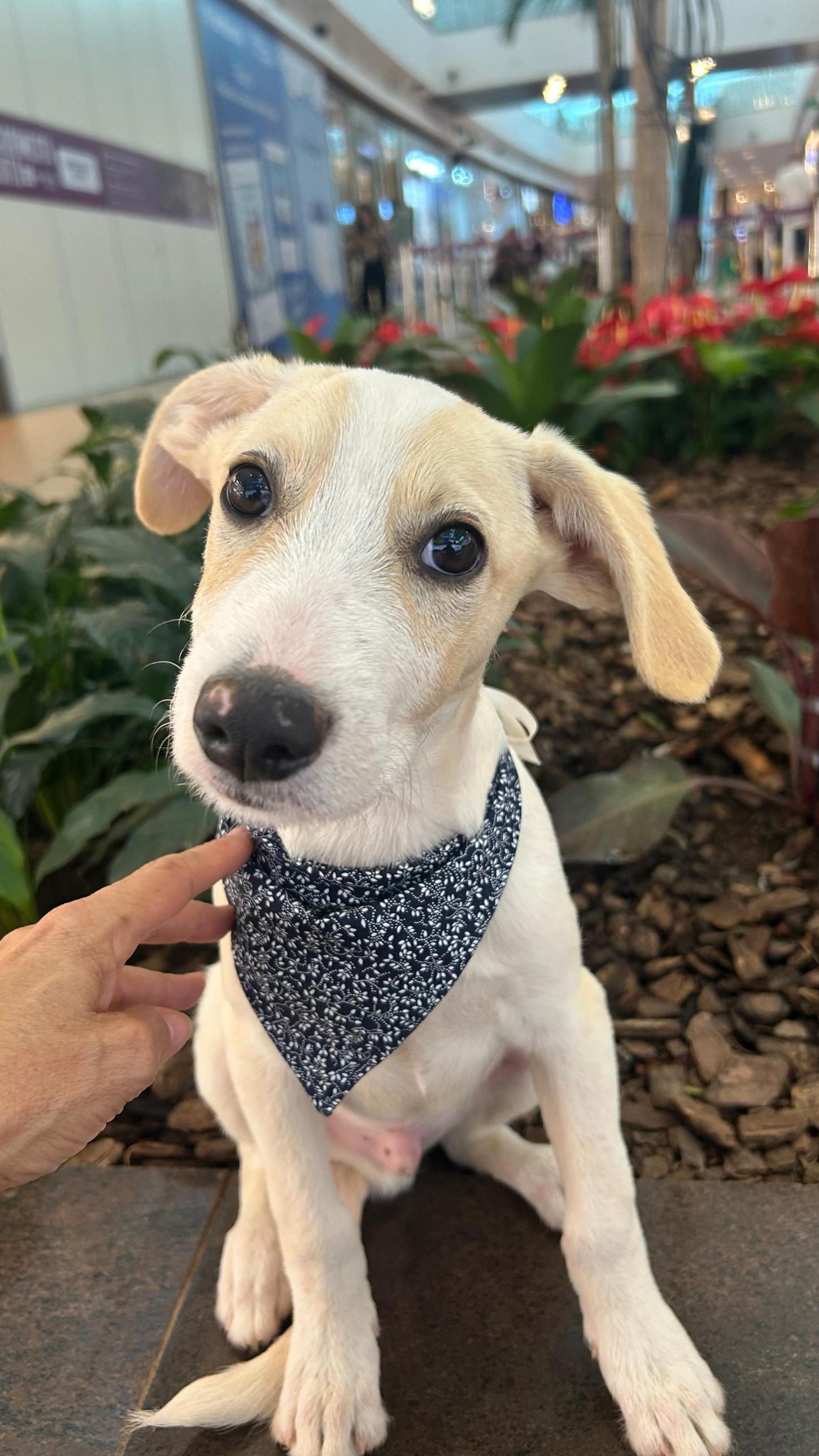 Amor que se adota: feira de animais acontece neste sábado no Uberlândia Shopping 