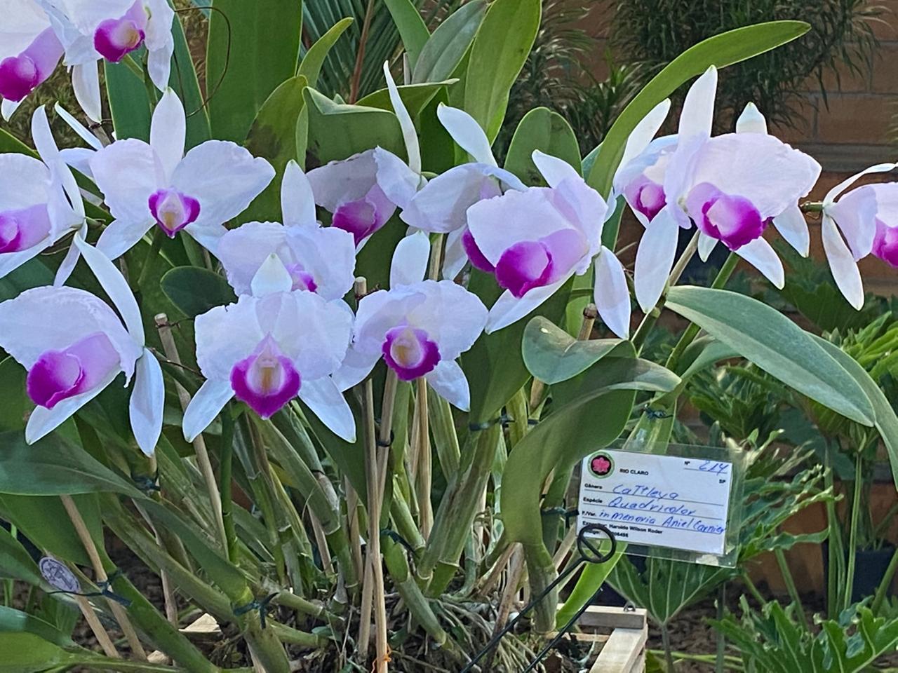 Festival de Orquídeas: um espetáculo de cores e perfumes, em Santos