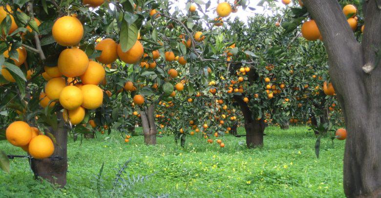 FMC promove Experts Citros para debater desafios e oportunidades da citricultura
