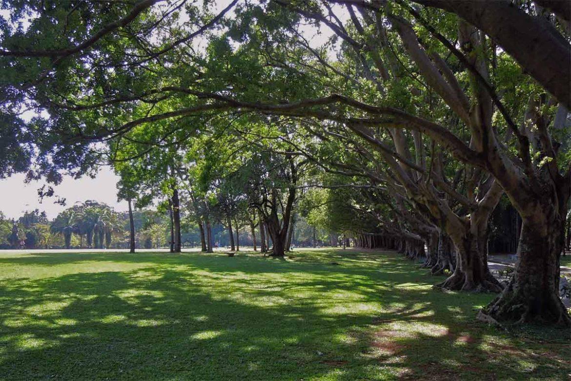 Prefeitura de São Paulo inaugura Bosque da Paz no Parque Ibirapuera