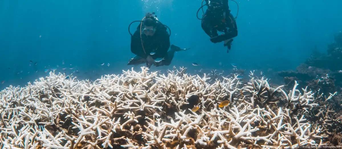 Recifes de corais atingem ponto de não retorno