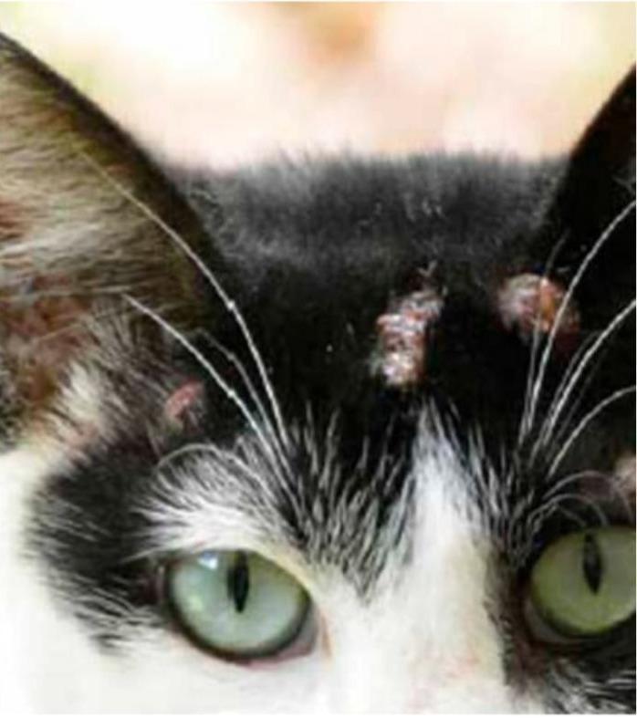 Santos inicia busca ativa de esporotricose em animais nesta terça