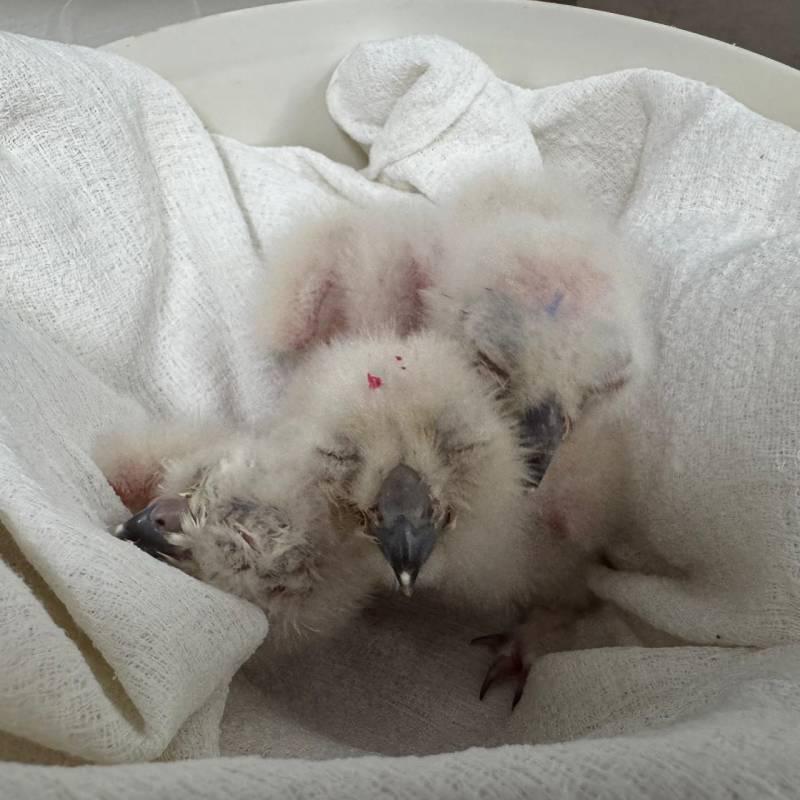 Zoológico de São Paulo divulga imagens do nascimento de uma das maiores corujas do mundo