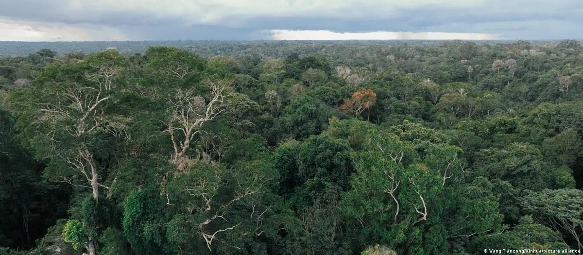 Alemanha anuncia € 1 bi para fundo de florestas do Brasil