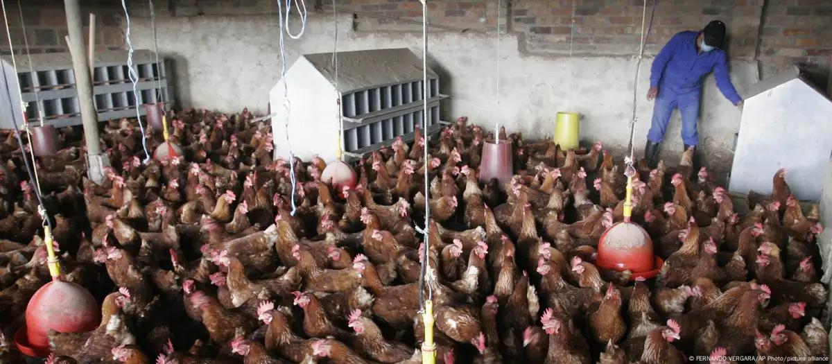 China suspende embargo à carne de frango brasileira