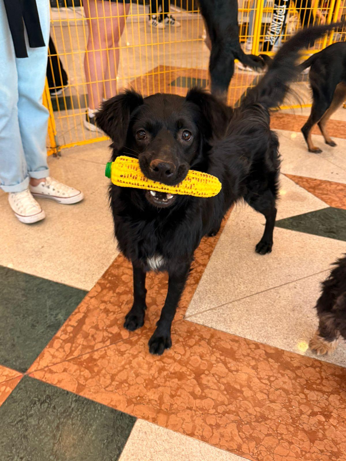 Parque Shopping Barueri promove feira de adoção de cães e gatos neste sábado