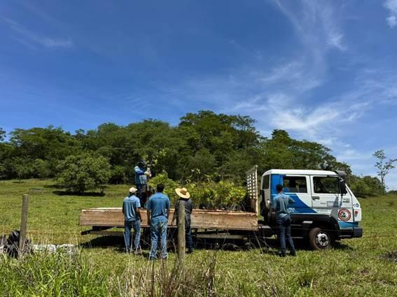 Programa Buriti do Dmae realiza o plantio de 15 mil mudas nativas do Cerrado em Áreas de Preservação Permanente