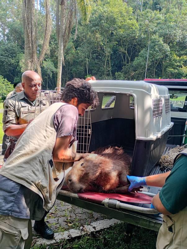 Guarda Ambiental resgata capivara ferida em área industrial de São Bernardo